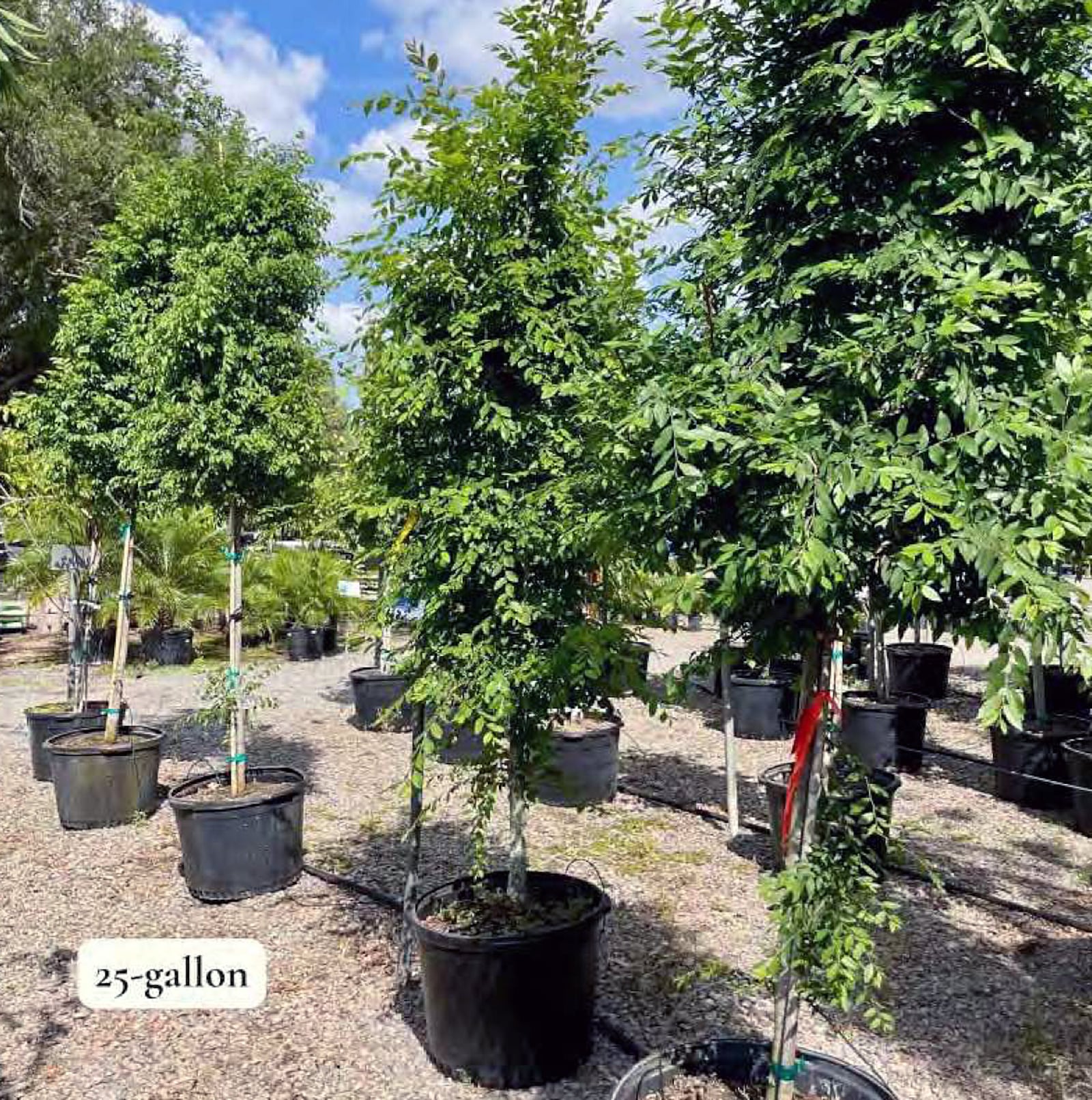 Included in Fairfield's 5-year capital improvement program, are dollars to purchase 250 trees as part of the America 250 program. CITY OF FAIRFIELD/CONTRIBUTED