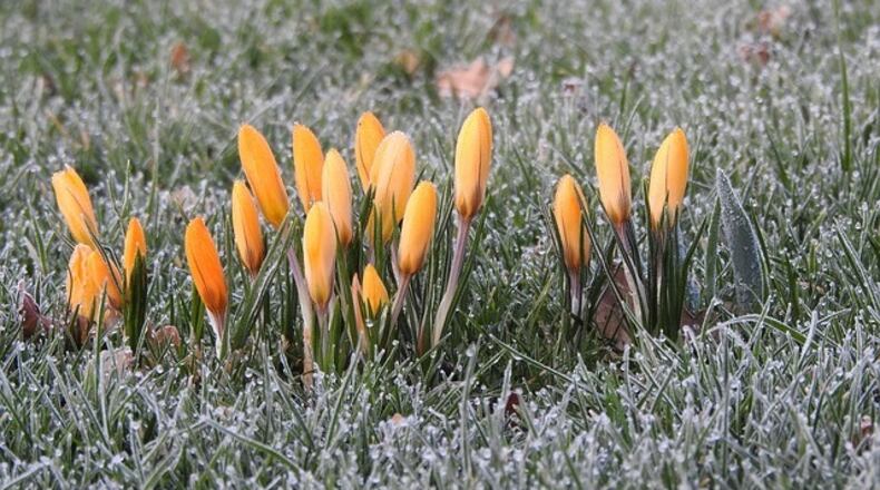 Yellow crocus on a frosty morning. pixabay.com