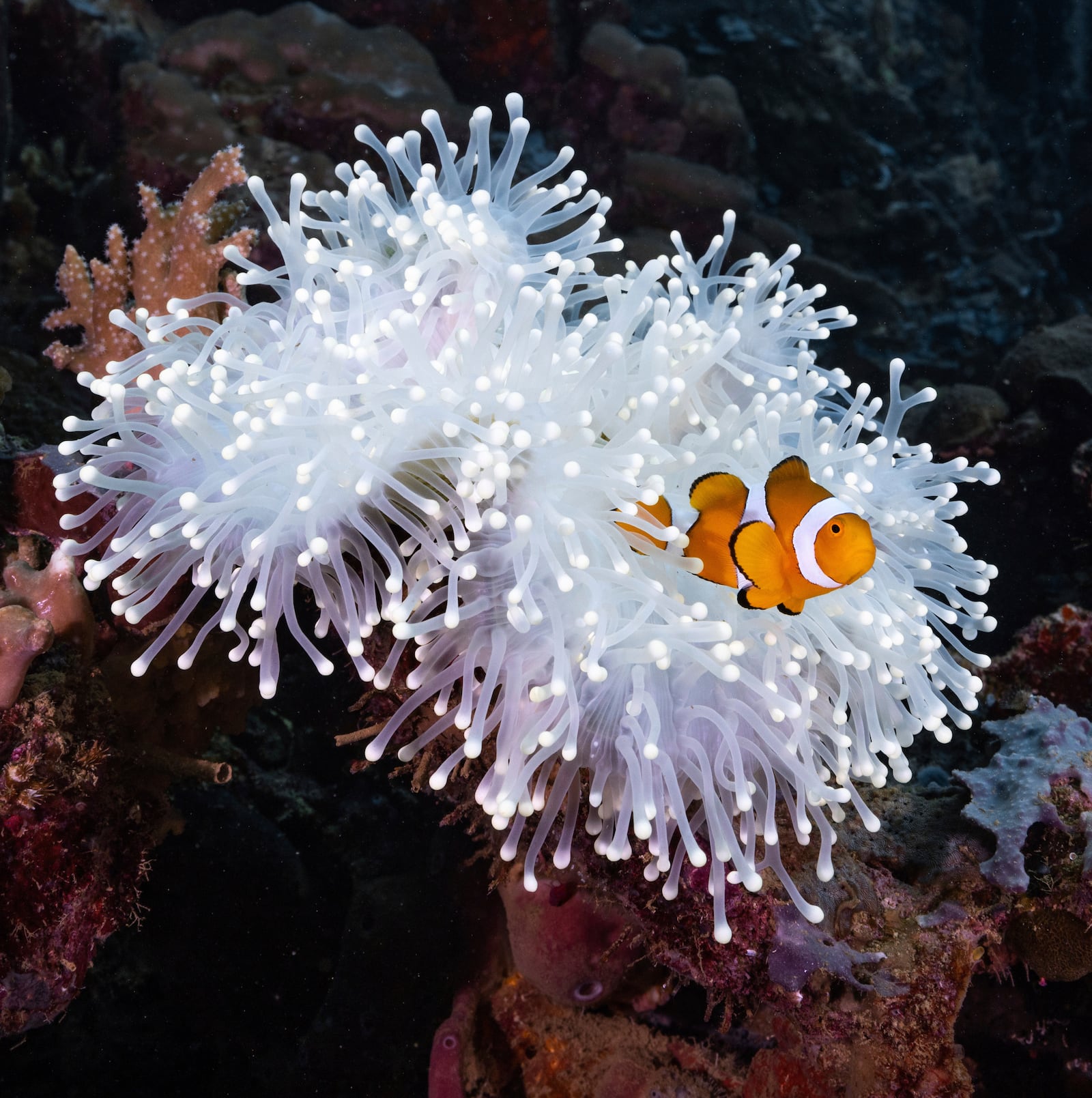 In this photo provided by Morgan Bennett-Smith, a clownfish is shown next to an anemone in Kimbe Bay, off the coast of Papa New Guinea. (Morgan Bennett-Smith via AP)