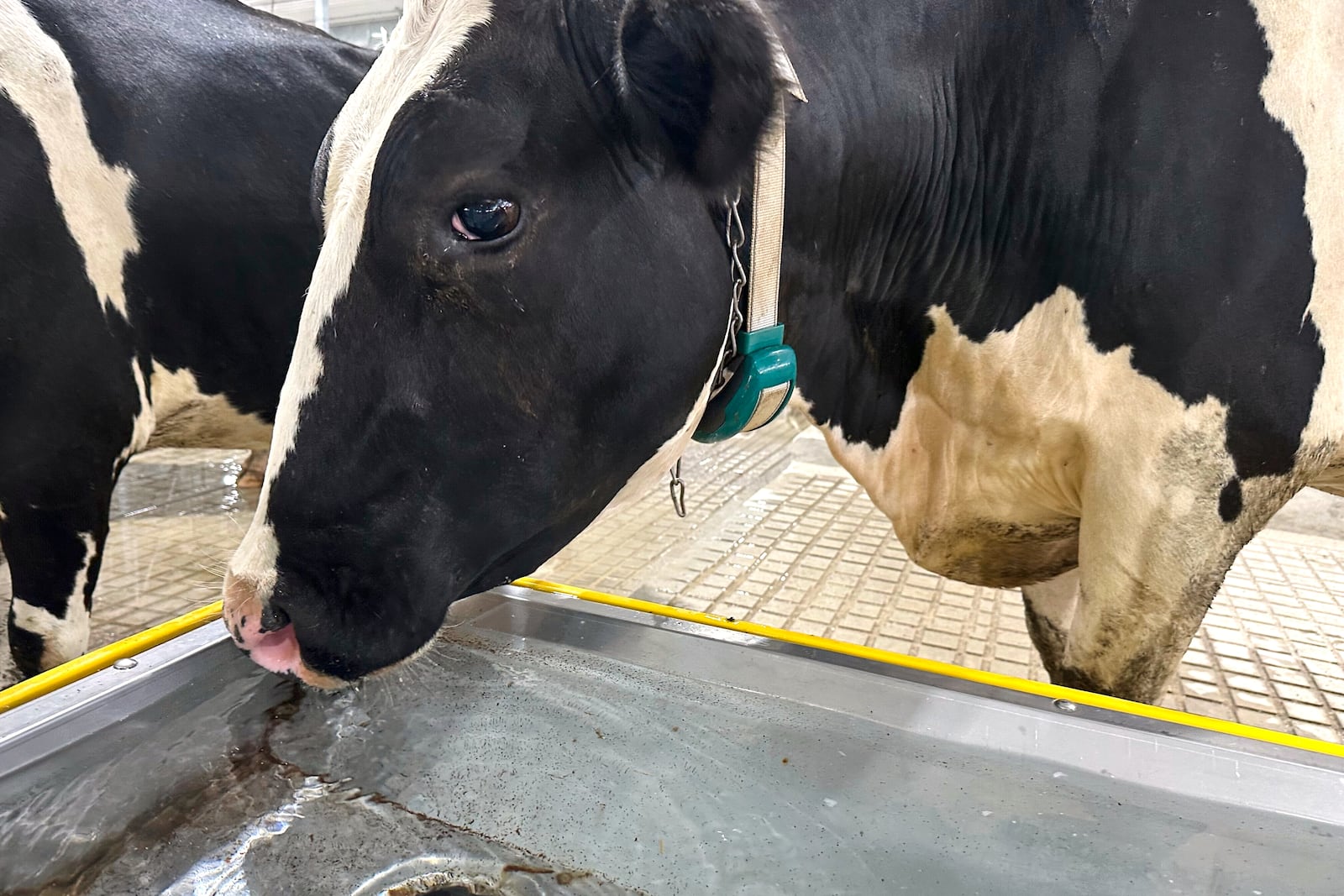 A cow drinks water at Michigan State University's new Dairy Cattle Teaching and Research Center on Monday, July 28, 2025, in East Lansing, Mich. (AP Photo/Mike Householder)