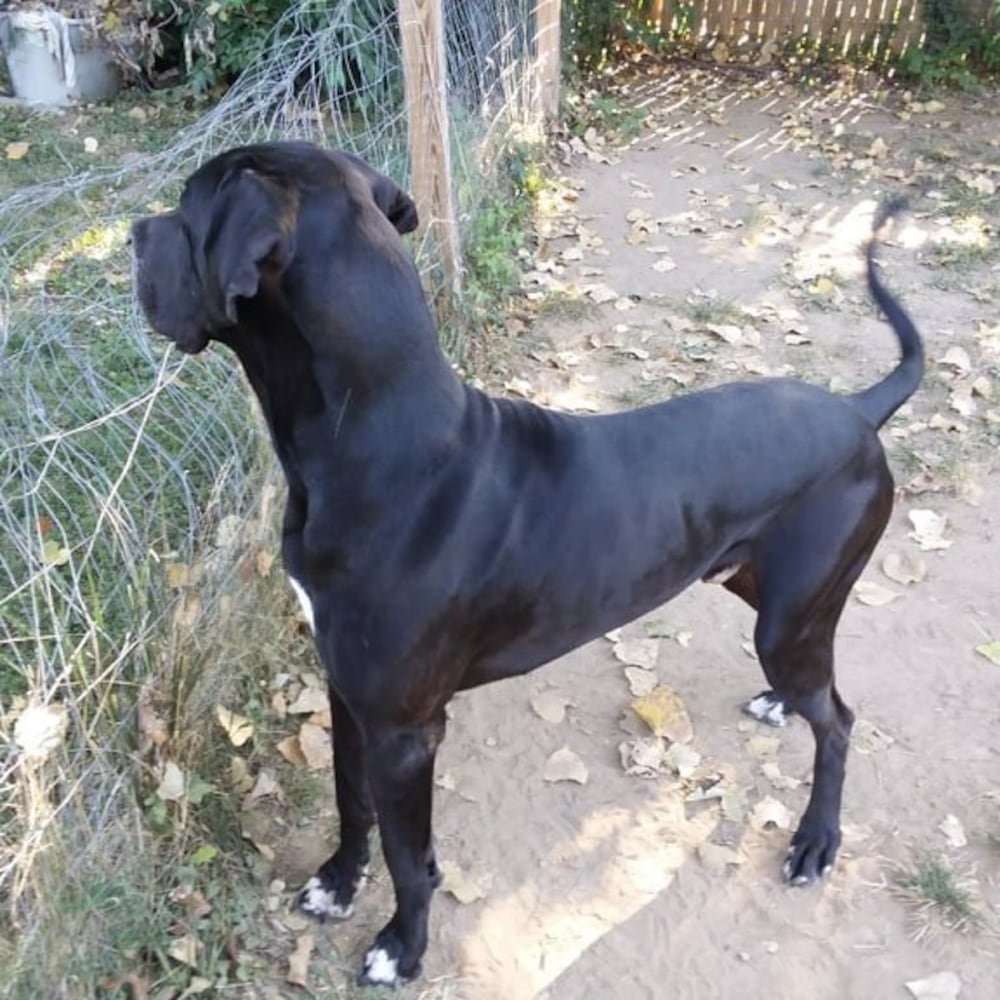 PHOTOS Readers respond to National Black Dog day post with pictures of their pets.