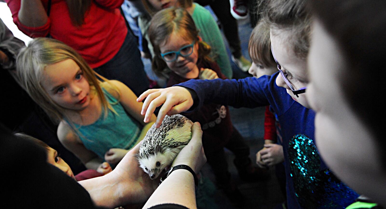Quilliam, an African pygmy hedgehog at the Boonshoft Museum of Discovery, made a weather prediction on Wednesday, Feb. 1, 2017, as part of Groundhog Day. Quilliam was then met by students visiting the museum. MARSHALL GORBY / STAFF