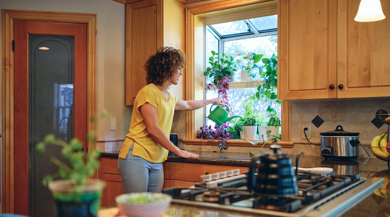 An indoor herb garden is a great “first garden” as it is less challenging than a full garden and is ideal for the beginner. It also occupies little space, so it works well indoors when growing space is often limited. iSTOCK/COX