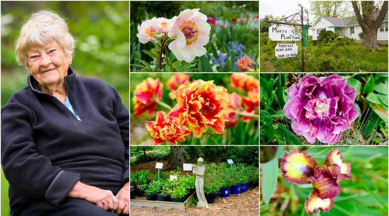 Mary Harrison is the owner of Mary’s Plant Farm & Landscaping in Hanover Twp. The 95-year-old also founded the Floras Amo Garden Club in Hamilton. GREG LYNCH/STAFF
