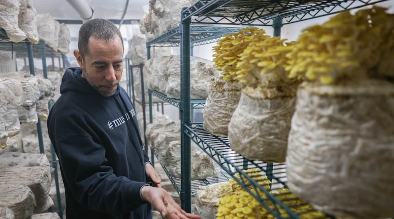 Michael Goldstick, an owner and sales manager at Guided By Mushrooms, talks about golden oyster mushrooms at the company's farm in New Lebanon on Tuesday. BRYANT BILLING / STAFF