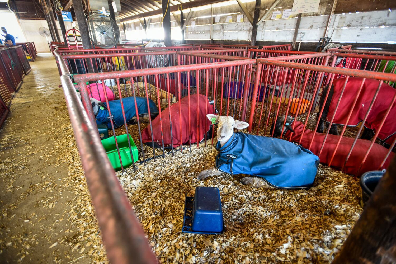 Broken Horn Rodeo closes out the night Wednesday at the Butler County Fair