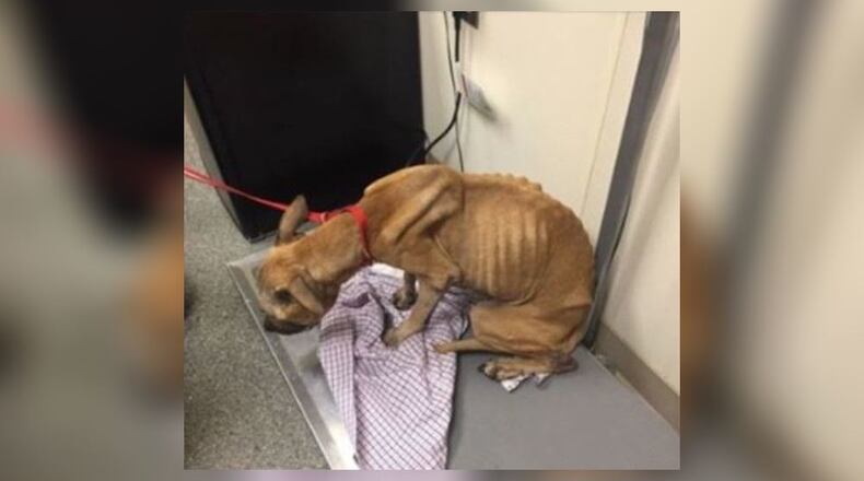 The Butler County Sheriff’s Office is searching for the owner of a “severely emaciated” pit bull mix found in Hamilton this week.