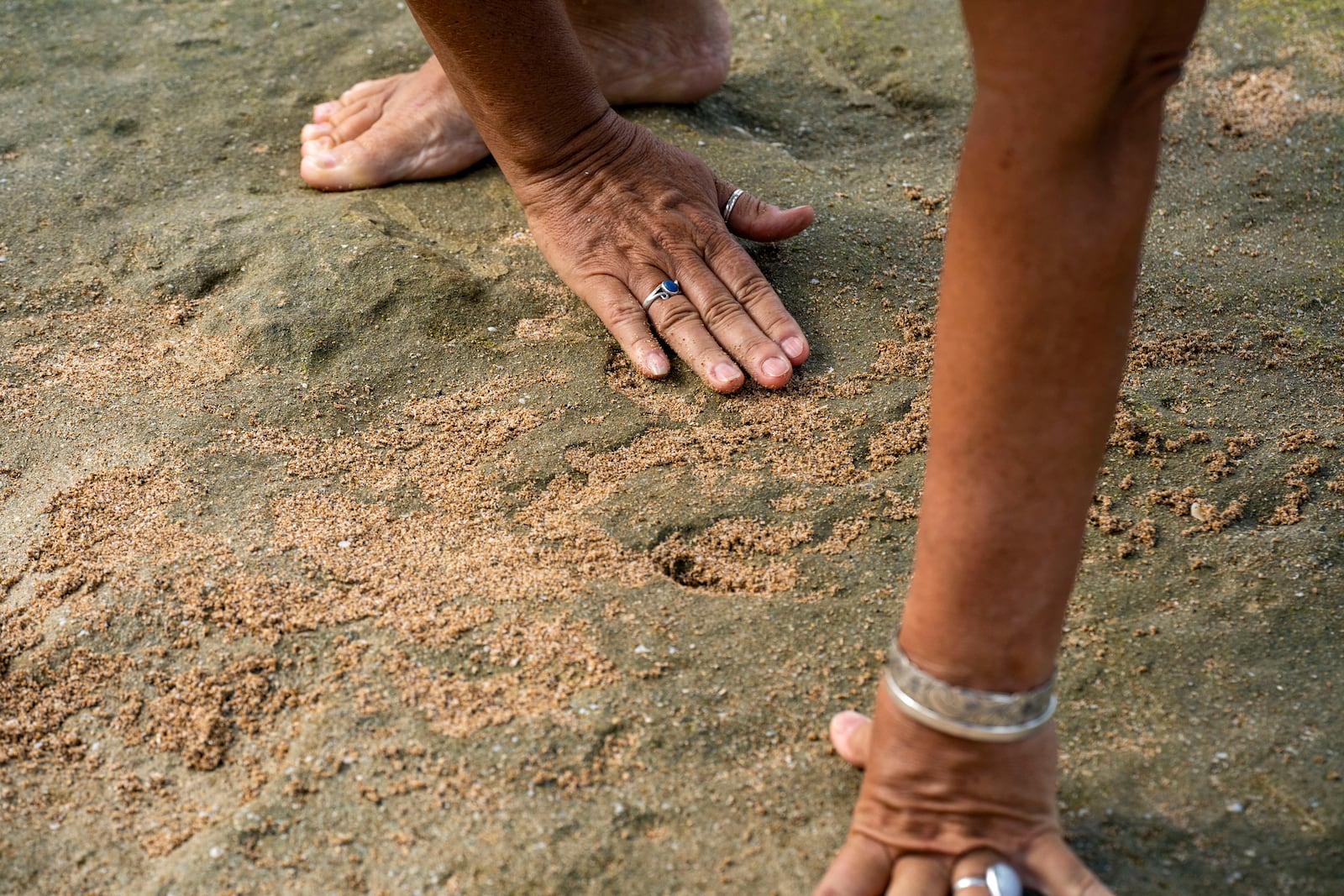 Archaeologist Laura Gilda of the U.S. Army Garrison Hawaii Environmental Division fills a petroglyph carving with sand to make its shape more visible during low tide at Pokai Bay, July 22, 2025, in Waianae, Hawaii. (AP Photo/Mengshin Lin)