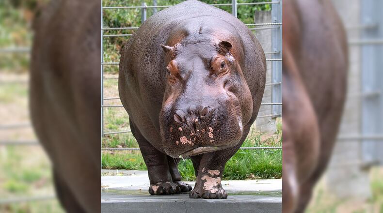 Tucker is a new 18-year-old hippo at the Cincinnati Zoo & Botanical Garden. CINCINNATI ZOO & BOTANICAL GARDEN