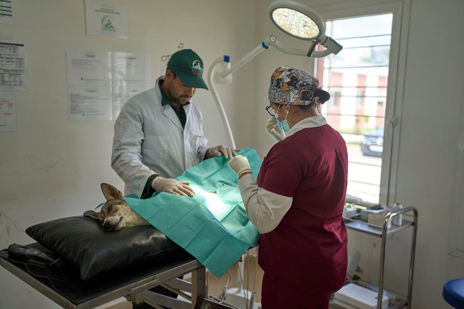 A stray dog is operated at a center for neutering and vaccinating strays dogs on the outskirts of Rabat, Morocco, Thursday, May 15, 2025. (AP Photo/Mosa'ab Elshamy)