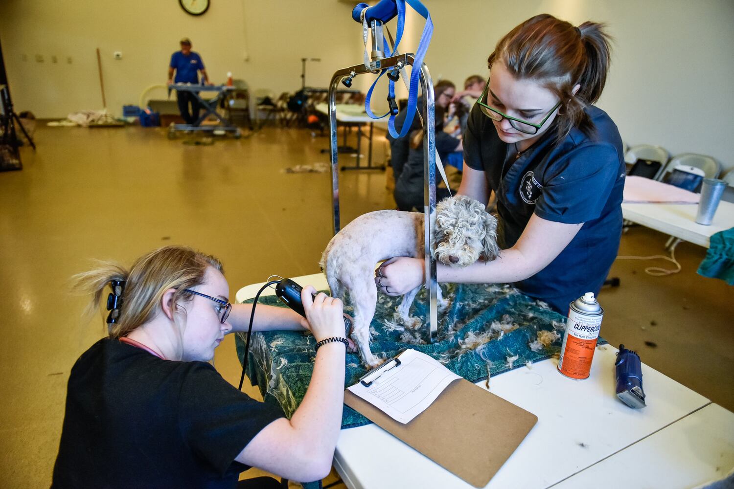 Humane Society of Warren County caring for 111 rescued poodles