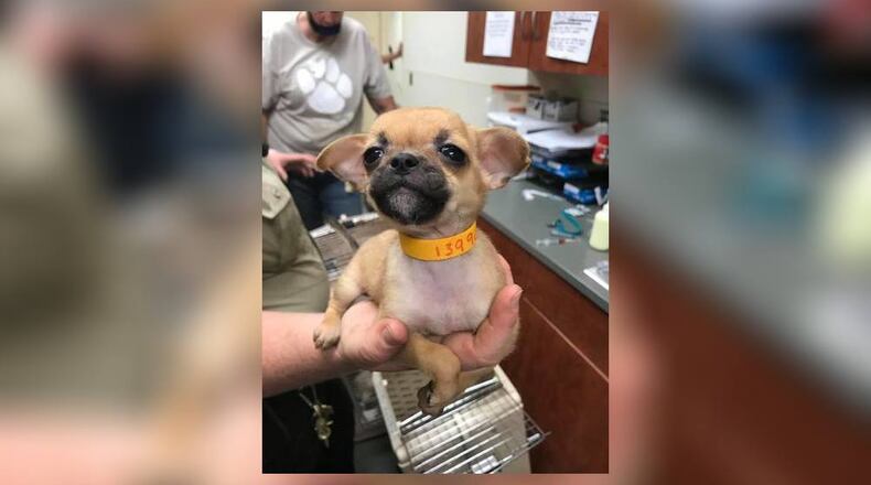 One of 46 dogs found in a Monroe home Thursday, June 11, 2020, that needs a new home. PROVIDED