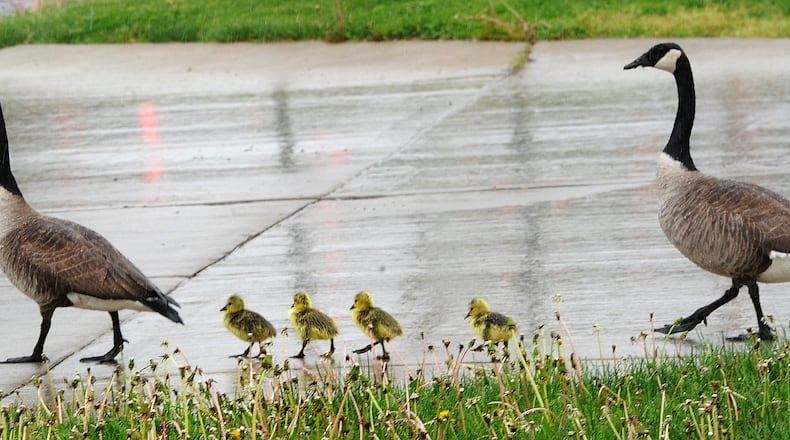 Traffic stops for a family of geese crossing Dorothy Lane on a rainy Tuesday, May 5, 2021. MARSHALL GORBY\STAFF
