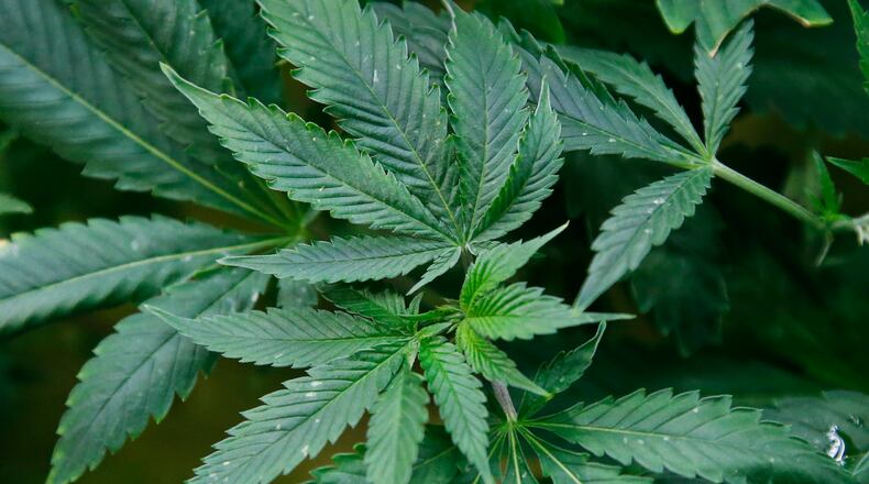 FILE - Marijuana plants are pictured at a growing facility in Oklahoma City, Feb. 26, 2020. Republicans in the Oklahoma House are unveiling a package of new restrictions on the medical marijuana industry. The 12-point plan announced Monday, March 7, 2022, is designed to crack down on the number of illegal growers who are selling cannabis on the black market. (AP Photo/Sue Ogrocki, File)