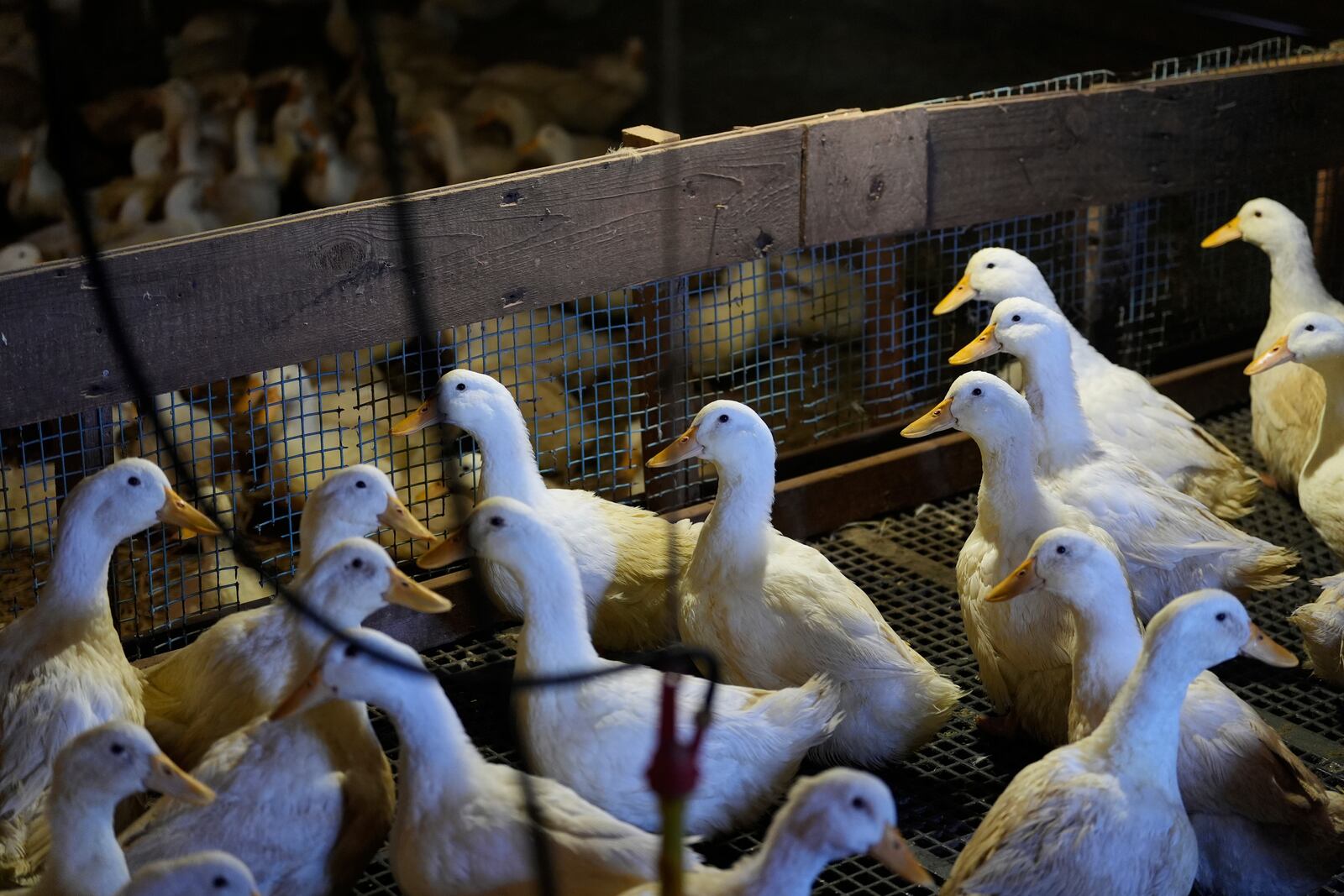 Ducks walk around their barn at the Crescent Duck Farm in Aquebogue, N.Y., Thursday, May 22, 2025. (AP Photo/Seth Wenig)