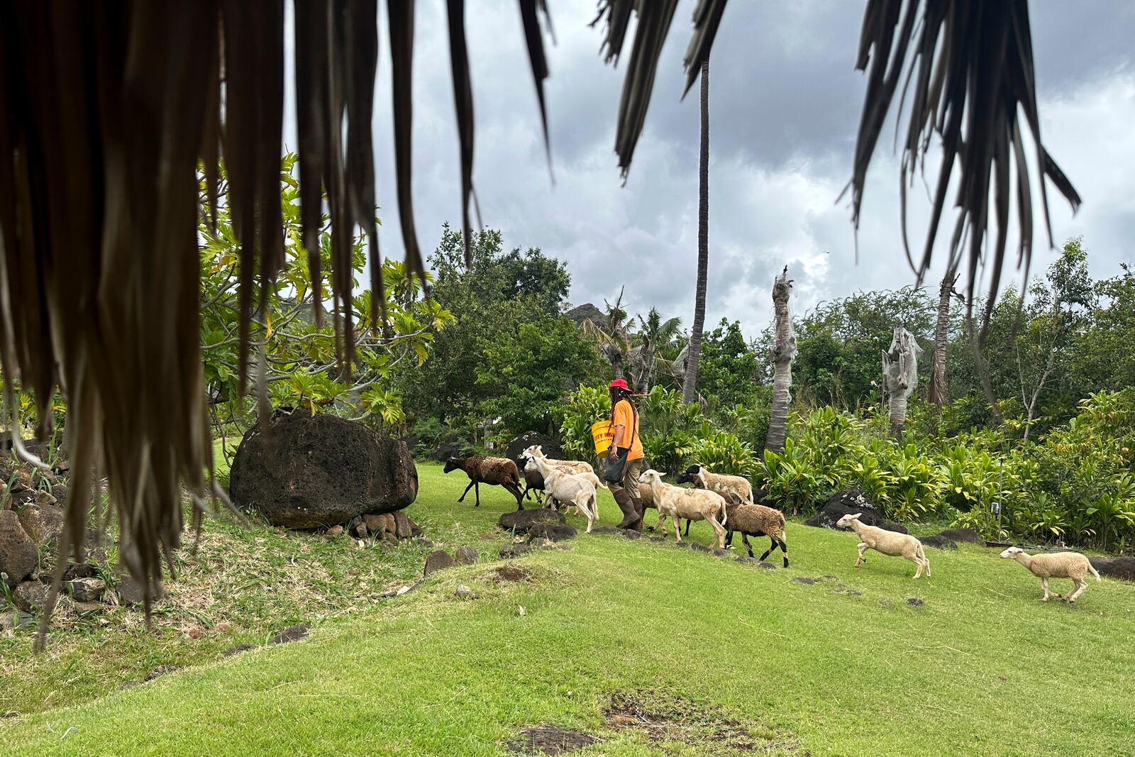 Shepherd A.K. walks a flock of sheep to a pasture at Kaʻala Farm for the animals to eat grass as one way community members mitigate wildfire risks in Waianae, Hawaii on Thursday, April 17, 2025. (AP Photo/Jennifer Sinco Kelleher)