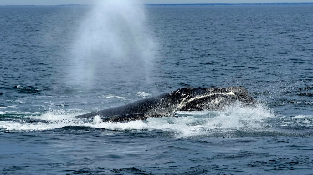 FILE - A North Atlantic right whale surfaces on Cape Cod Bay in Massachusetts, Monday, March 27, 2023. (AP Photo/Robert F. Bukaty, NOAA permit # 21371)