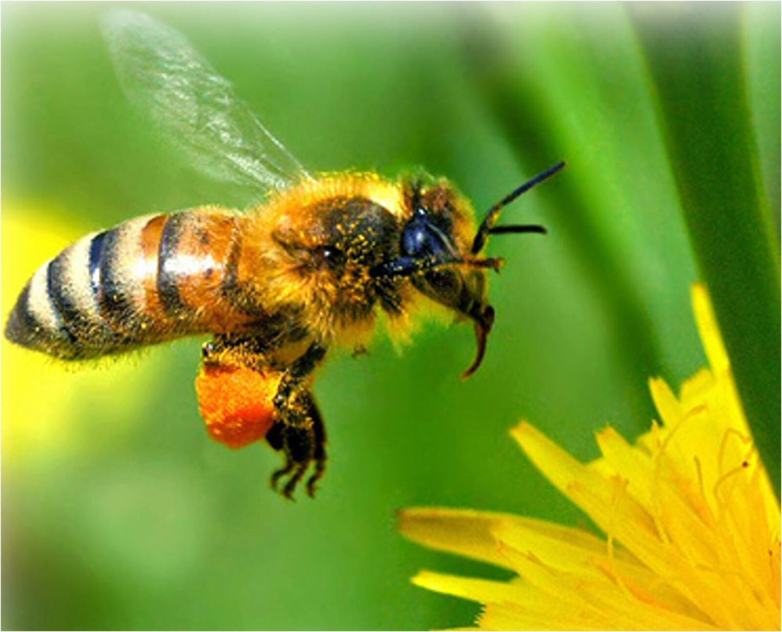 Honey bees are endangered, but Miami University professor Alexander Zomchek has hope for their future, thanks to advanced breeding techniques. PROVIDED