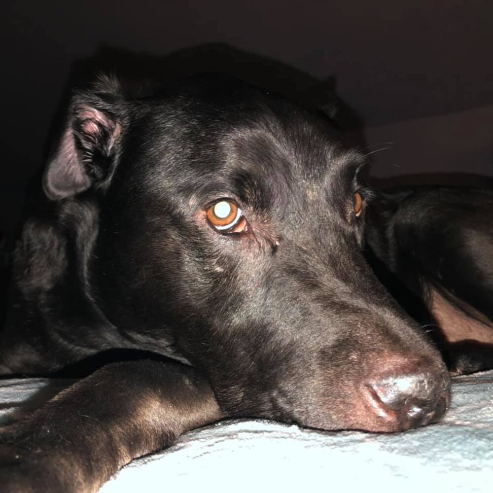 PHOTOS Readers respond to National Black Dog day post with pictures of their pets.