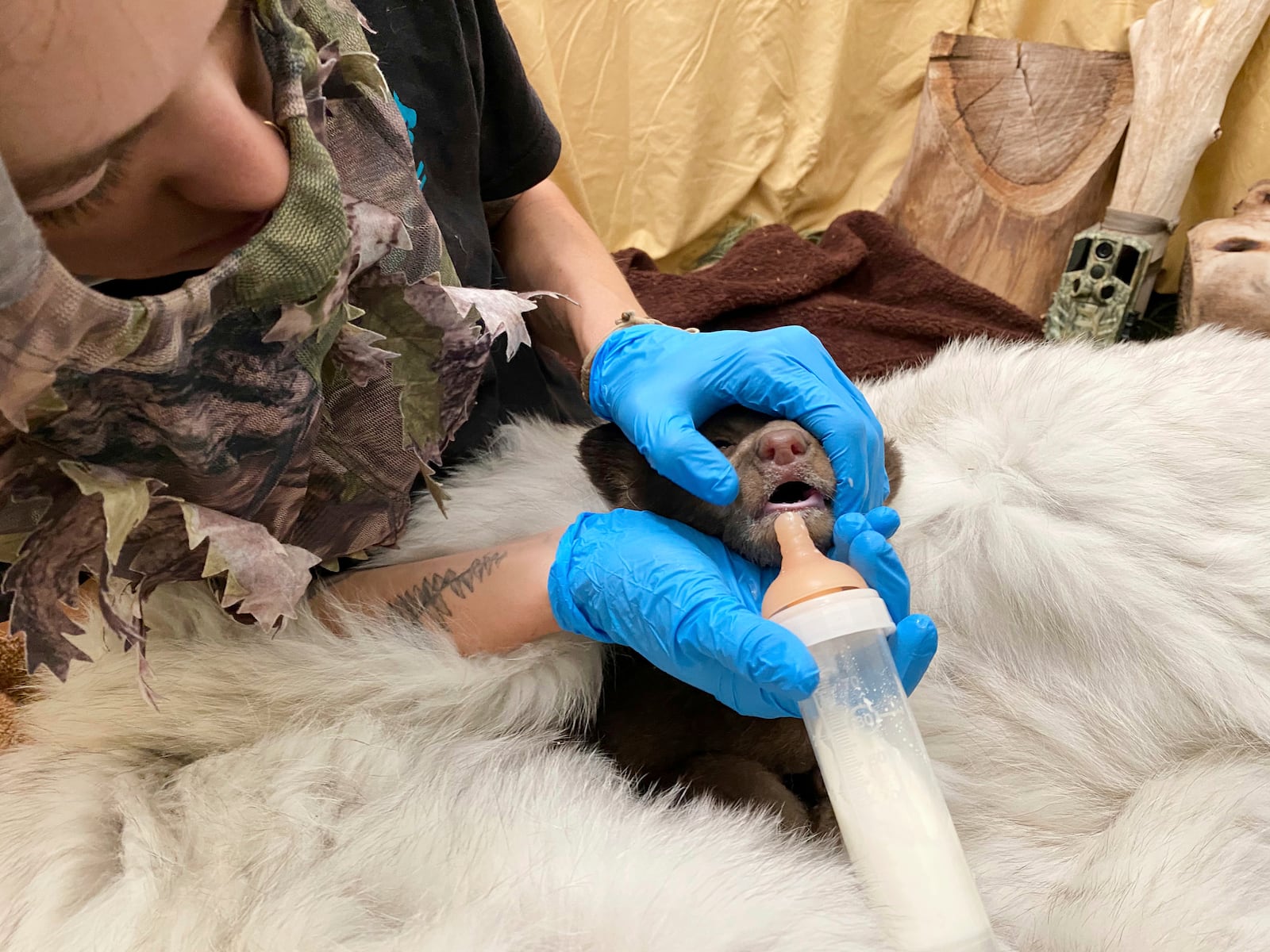 In this photo provided by San Diego Humane Society, an employee wears camouflage while feeding a bear cub, which was found alone in Los Padres National Forest, at the San Diego Human Society Ramona Wildlife Center on Monday, April 14, 2025, in Ramona, Calif. (San Diego Humane Society via AP)