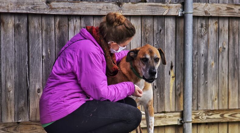 Rachel Rider works with, Rocky, outside at Progressive Animal Welfare Society (PAWS) Adoption Center in Monroe Thursday, Dec. 31, 2020. NICK GRAHAM / STAFF
