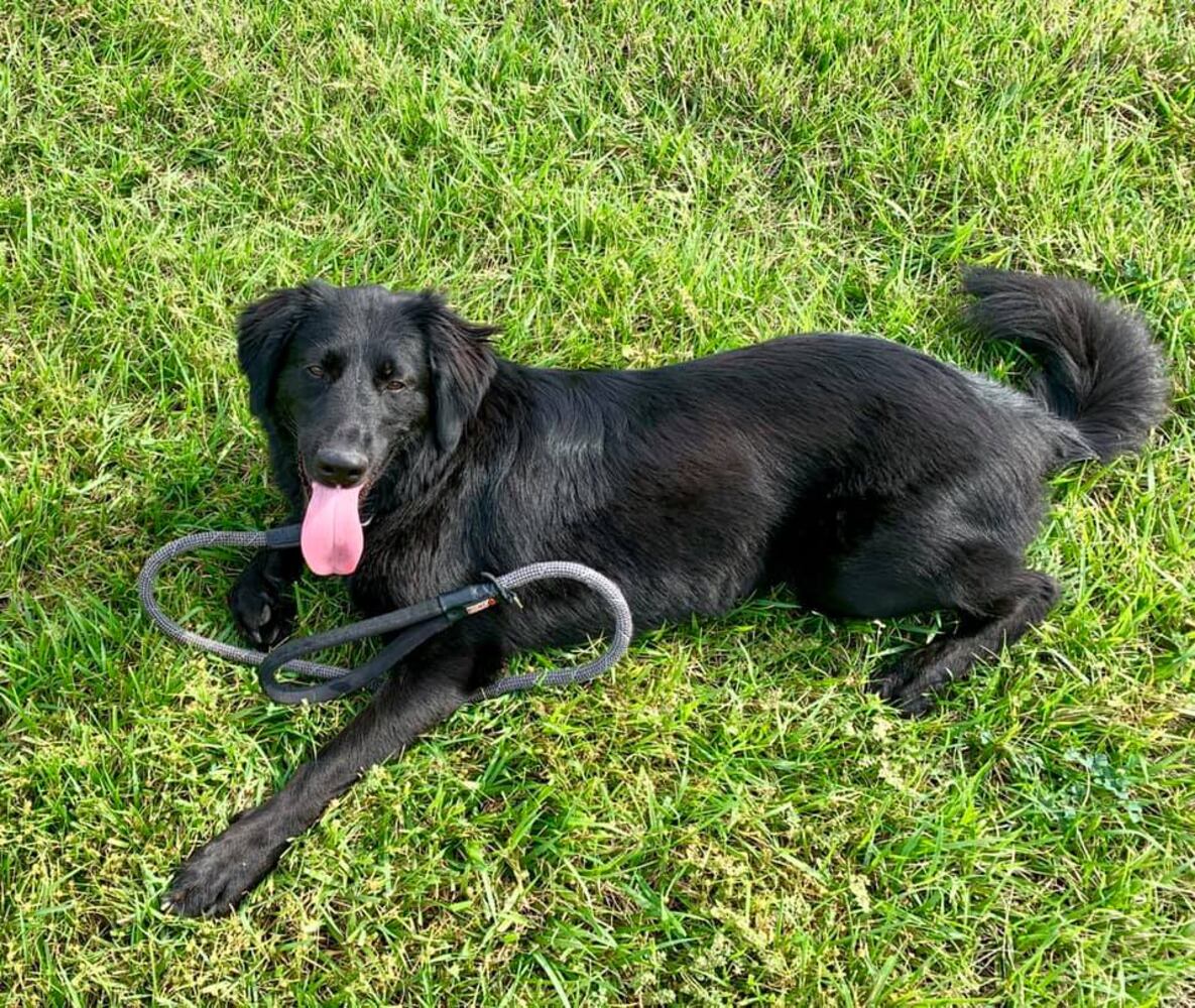 PHOTOS Readers respond to National Black Dog day post with pictures of their pets.