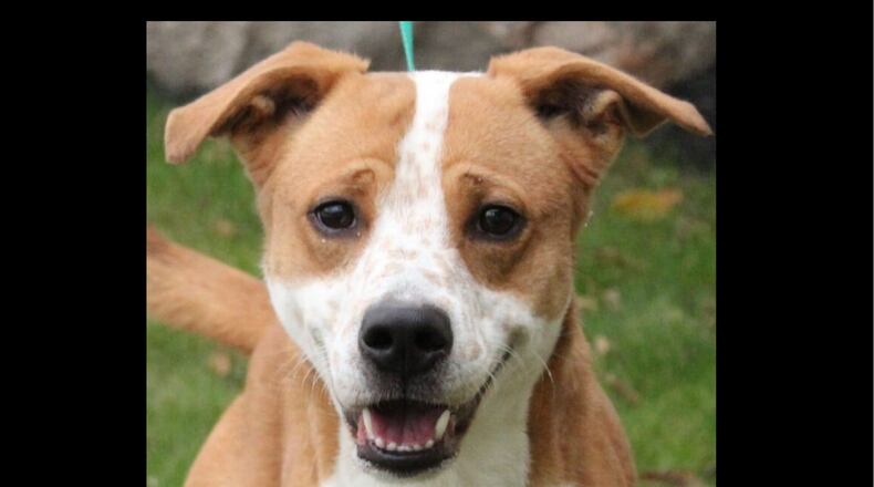 Demmy the dog was found after the Memorial Day tornadoes. The 2-year-old dog, a lab mix, was found wandering in Brookville after the Memorial Day tornadoes, Leslie Renner, the executive director of the Humane Society of Preble County,. said.