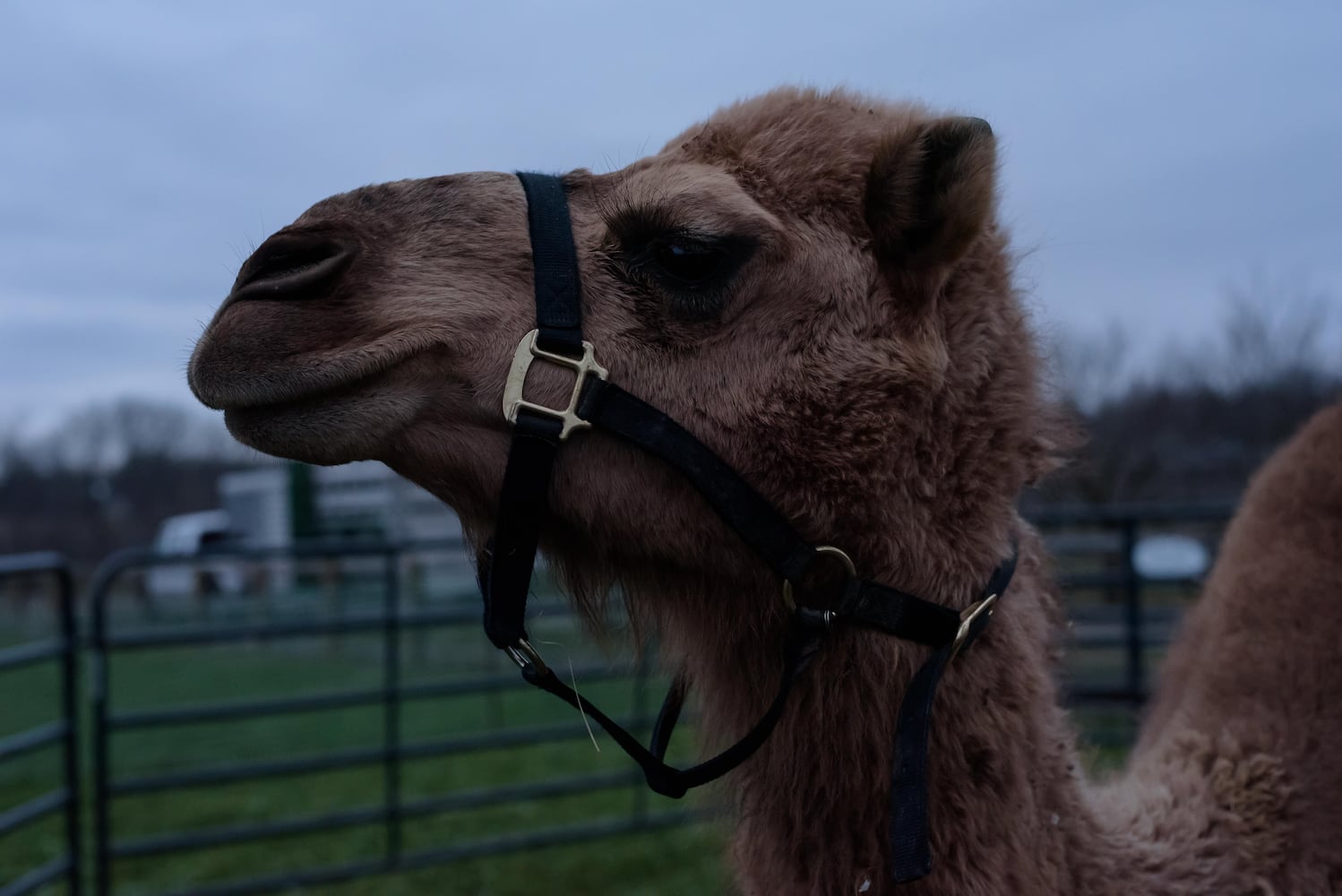 PHOTOS: Holiday Luminary Walk & Live Nativity at Hidden Valley Orchards