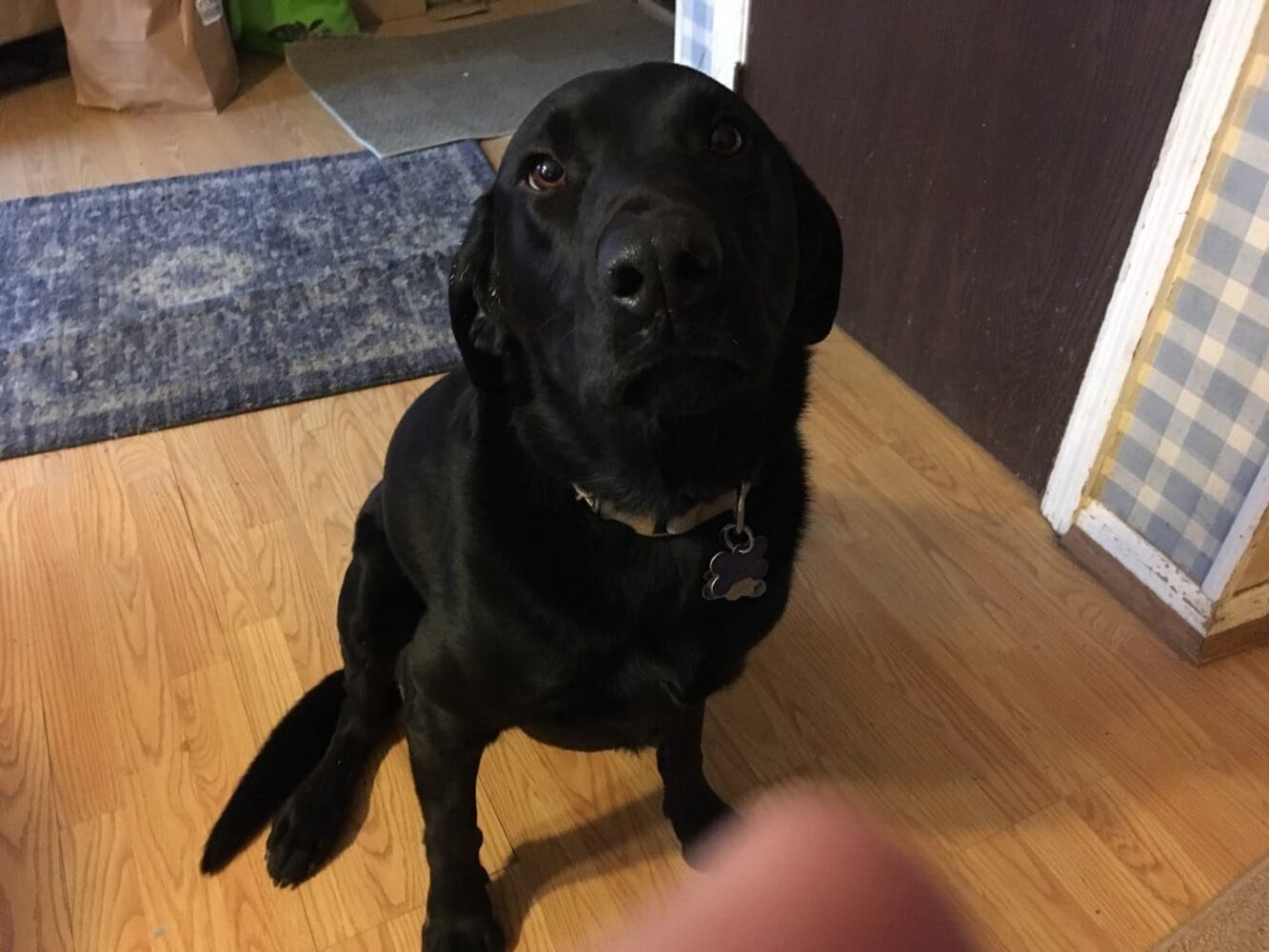 PHOTOS Readers respond to National Black Dog day post with pictures of their pets.
