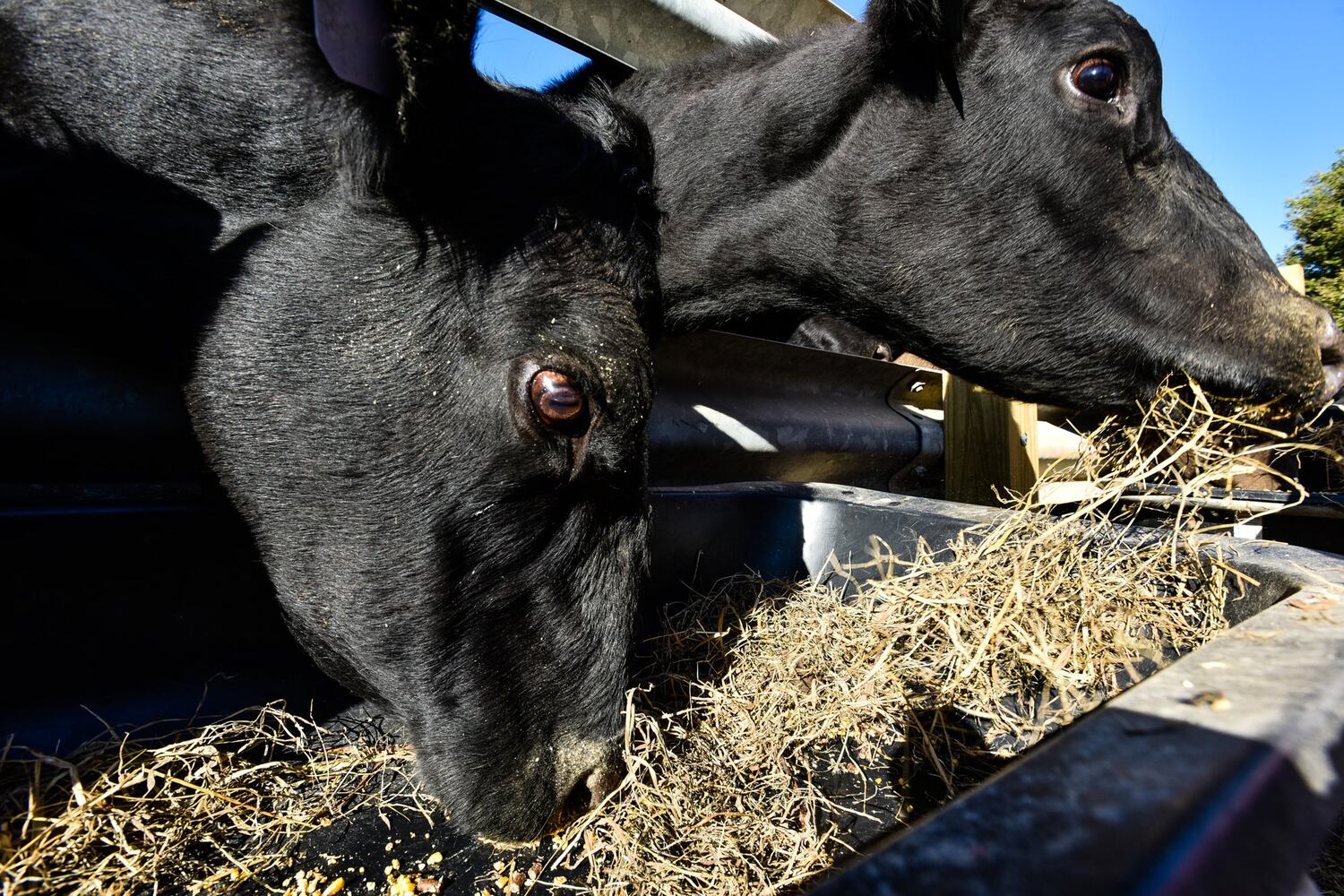 Jackson Family Farm offers visitors a chance to learn about farm life