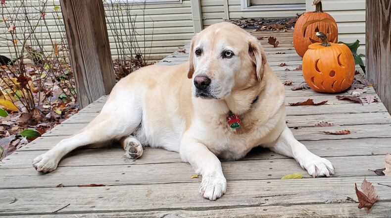 Columnist Jim Rubenstein says his dog, Winston, loved visiting the businesses and people of Oxford. CONTRIBUTED