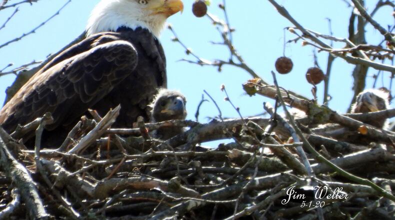 Willa, one of Carillon Historical Park's bald eagles, looks over her young eaglets on May 1, 2020. JIM WELLER / CONTRIBUTED