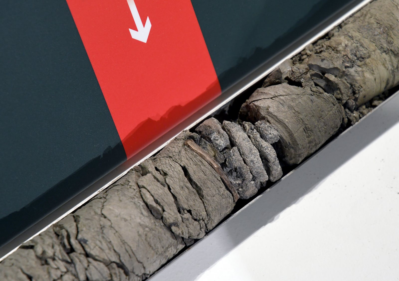 Part of a fossilized vertebrae from a herbivorous dinosaur found deep under the parking lot of the Denver Museum of Nature & Science is displayed at the museum on July 9, 2025. (AP Photo/Thomas Peipert)