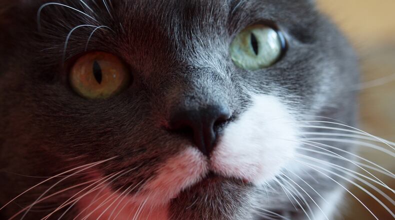 Abby lived to be 16 years old. KARIN SPICER