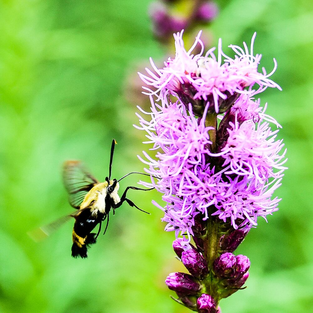 Flower photos to make you think about warmer weather around the corner