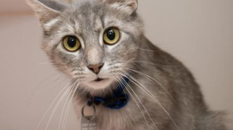 Mama is a 2-year-old female Domestic Shorthair/Mix. CONTRIBUTED