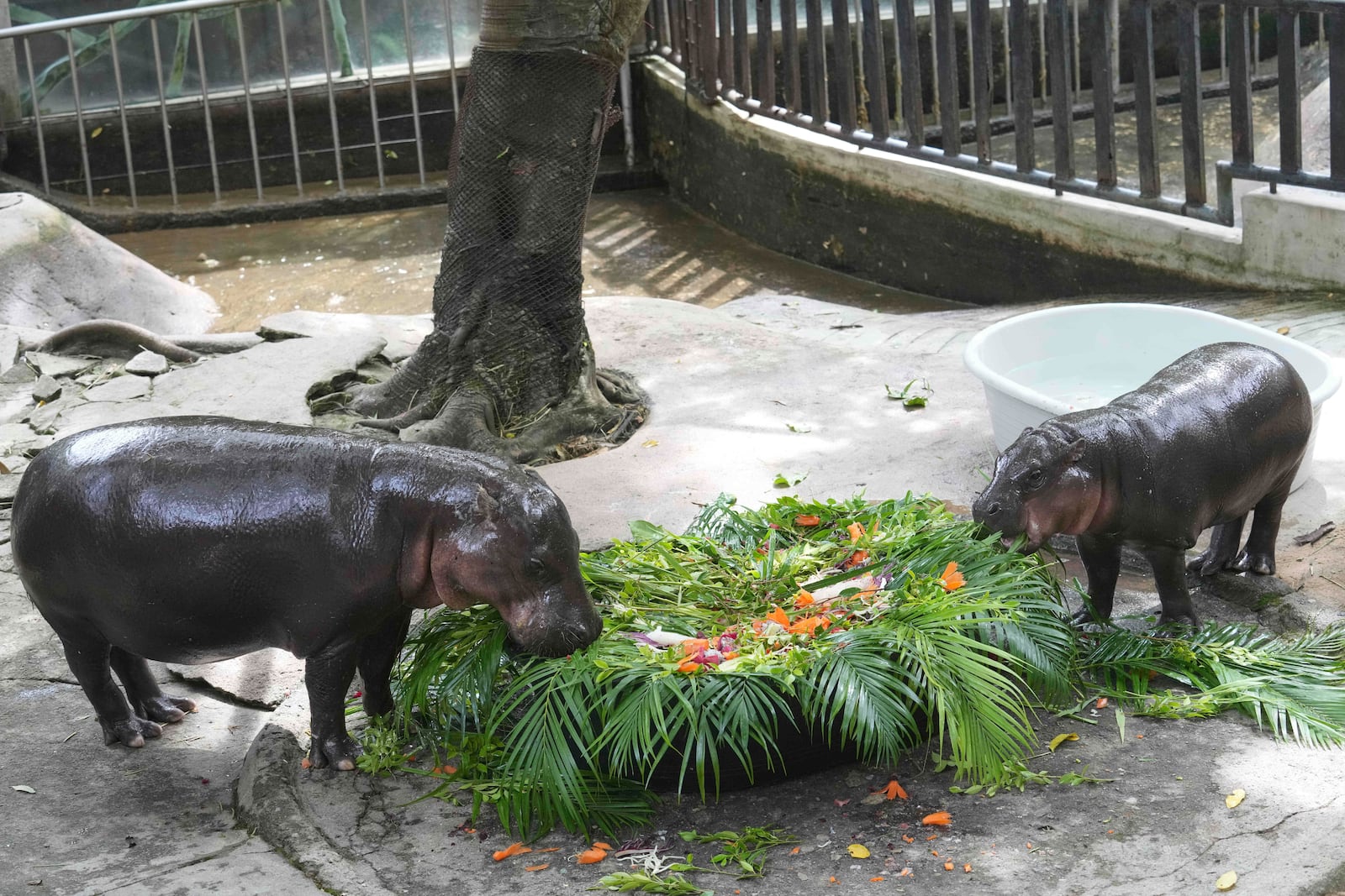 A baby pygmy Moo Deng, right, with mother Jona, eats fruit presented for her first birthday celebration at the Khao Kheow Open Zoo in Chonburi province, Thailand, Thursday, July 10, 2025. (AP Photo/Sakchai Lalit)