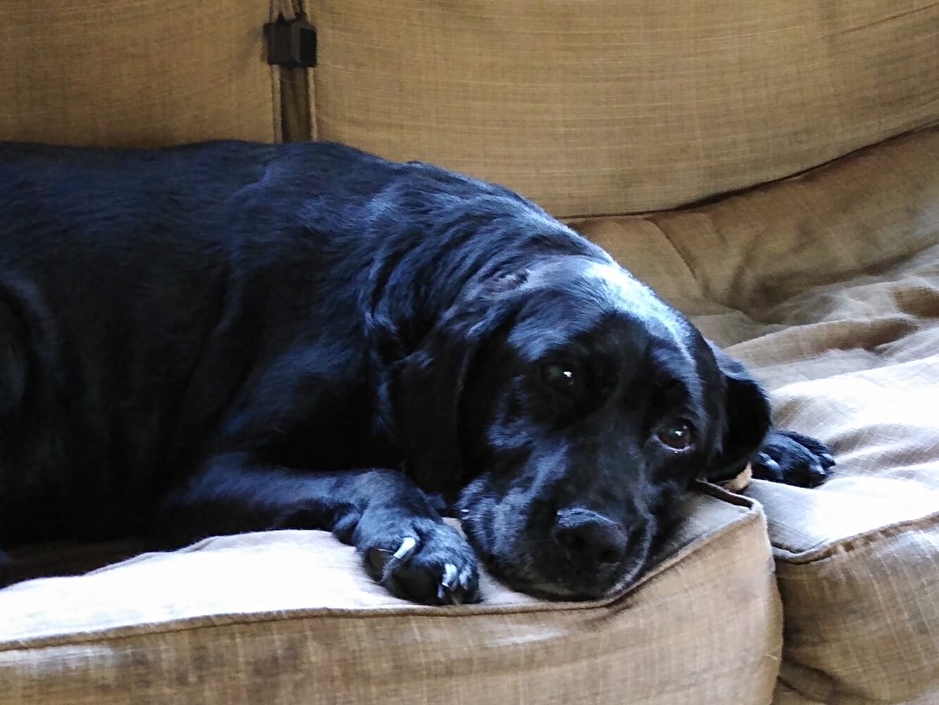 PHOTOS Readers respond to National Black Dog day post with pictures of their pets.
