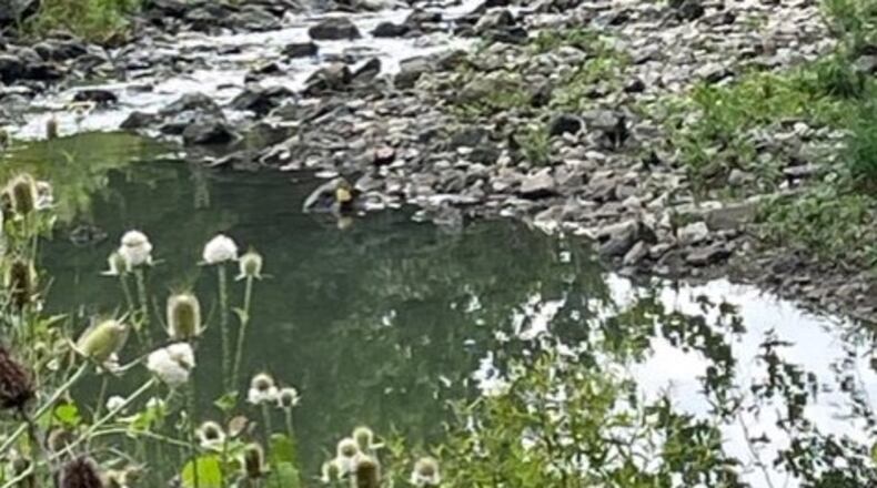 Those interested in nature within the city of Mason are invited to learn more about local streams and how to judge their water quality through "Stream Encounter" on Aug. 8. FILE