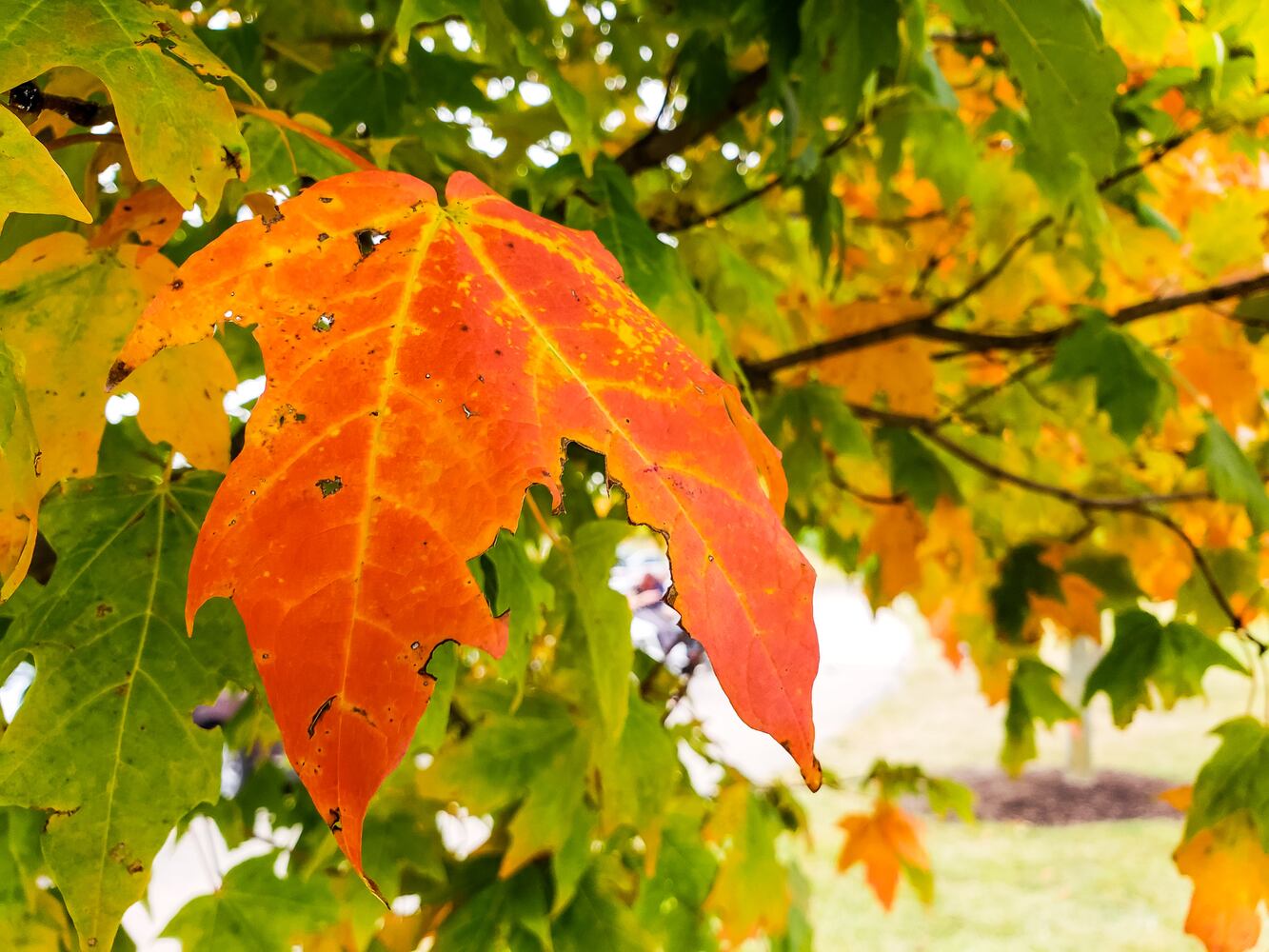 Fall colors October 2020