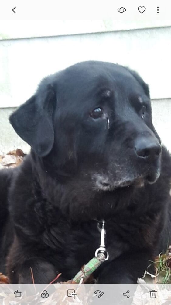 PHOTOS Readers respond to National Black Dog day post with pictures of their pets.