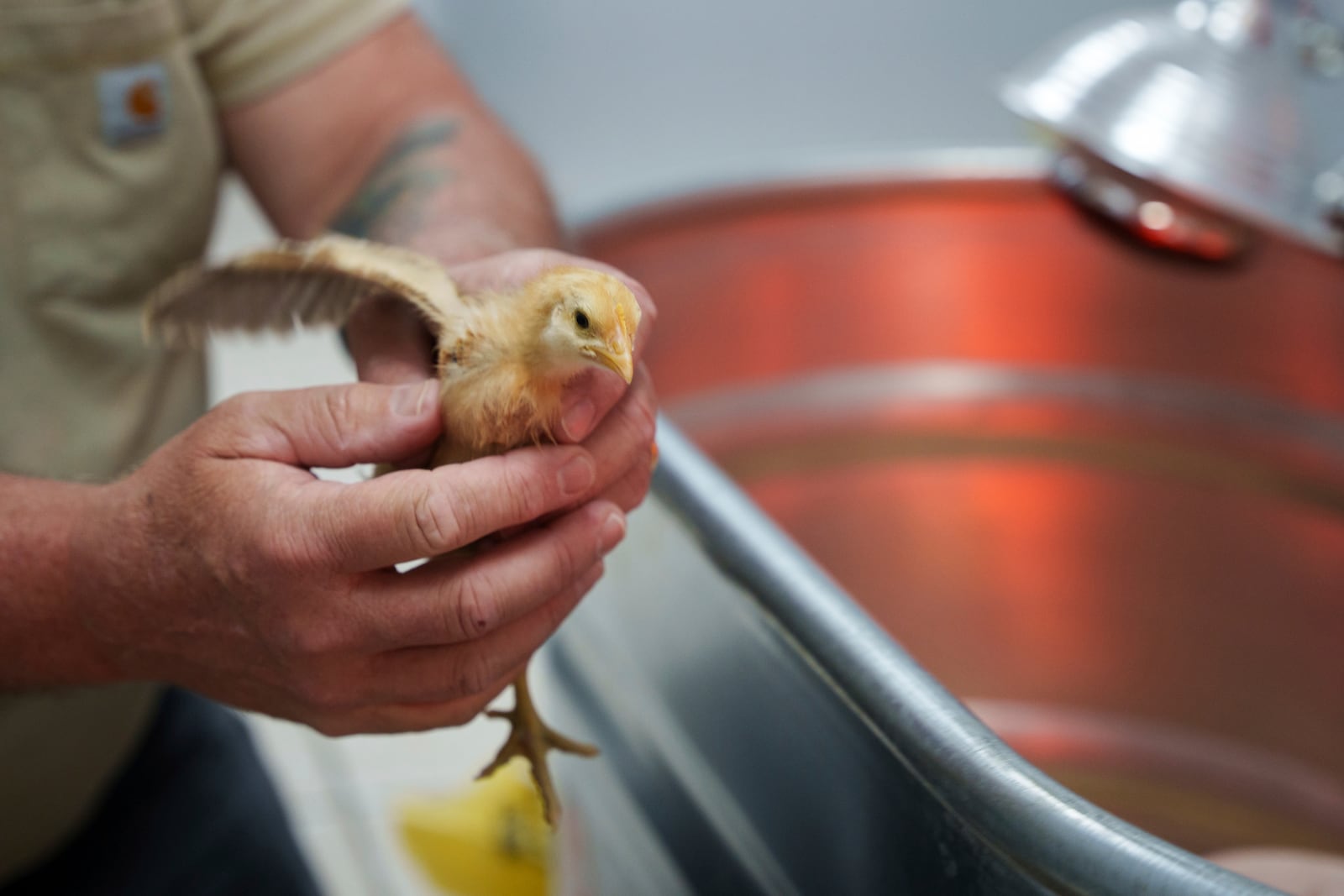 David Michael picks out a chick to adopt from First State Animal Center and SPCA on Friday, May 16, 2025, in Camden, Del. (AP Photo/Mingson Lau)