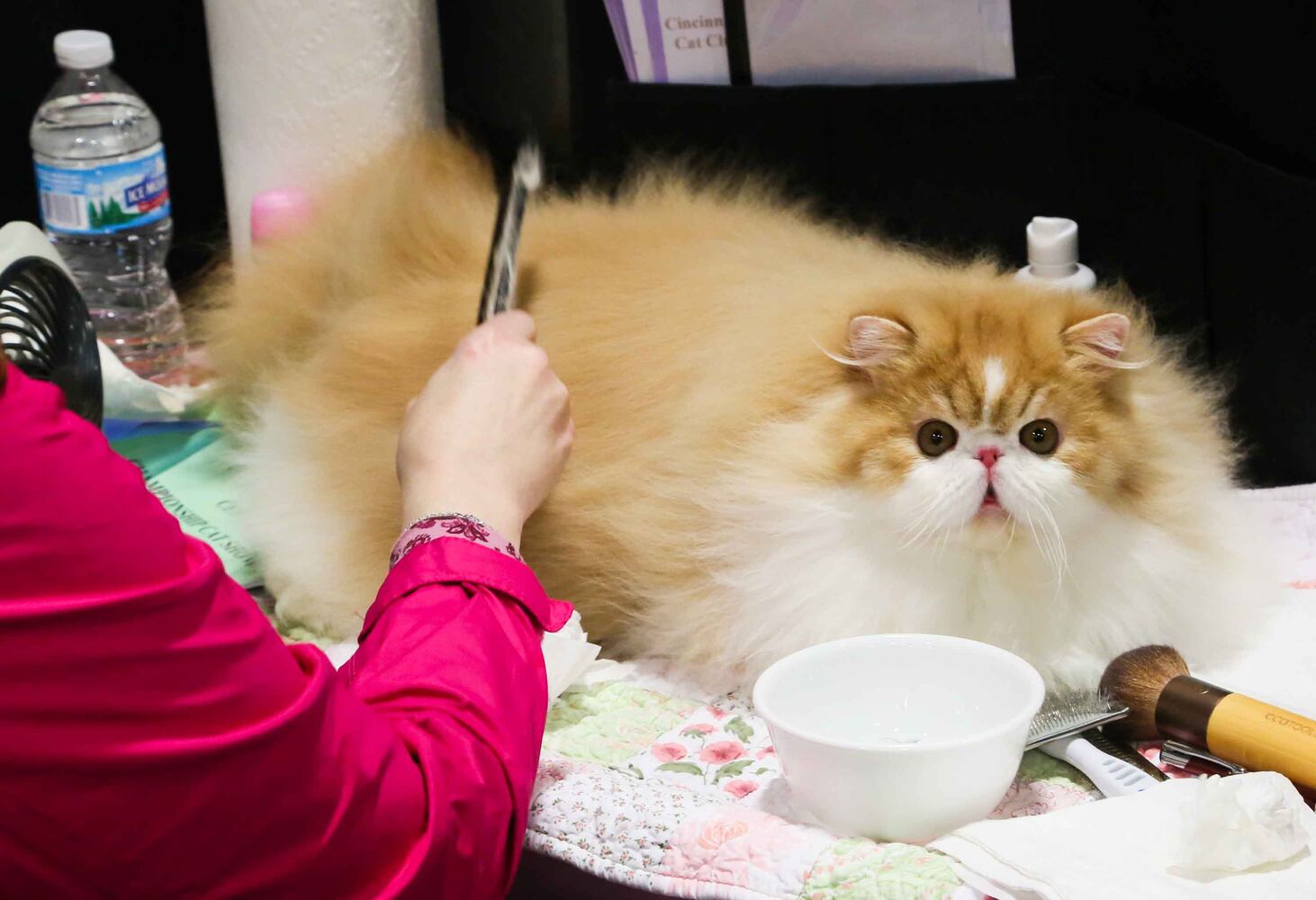 Cat Show at Butler County Fairgrounds
