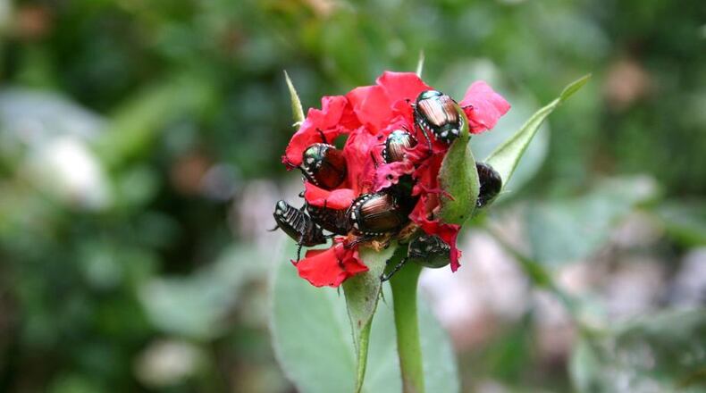 Japanese beetles are well-known for their gregarious feeding behavior on roses.