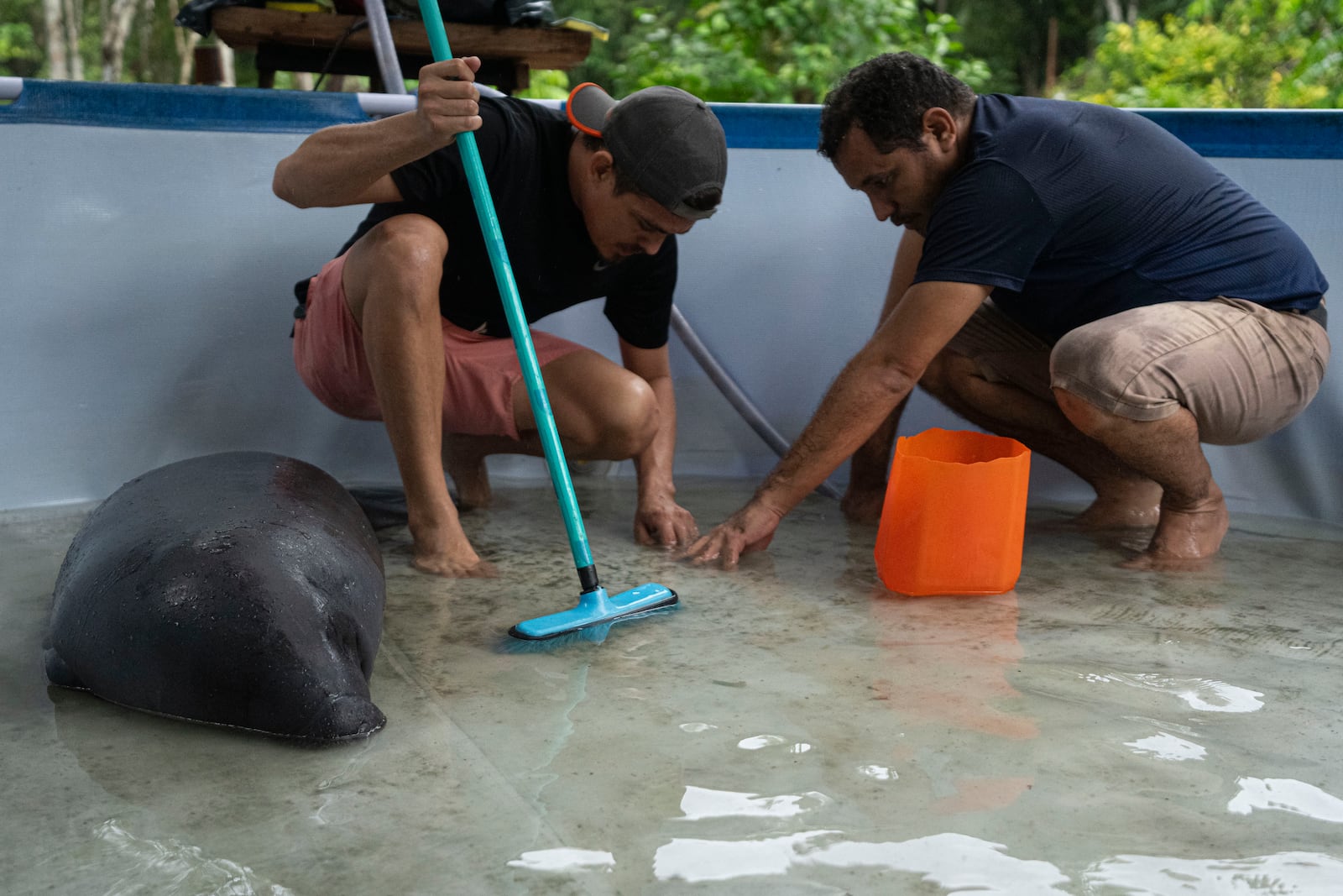Workers clean a pool near Bacuri, a rescued manatee, at the Emilio Goeldi Museum's scientific station in Para state, Brazil, Thursday, March 20, 2025. (AP Photo/Jorge Saenz)