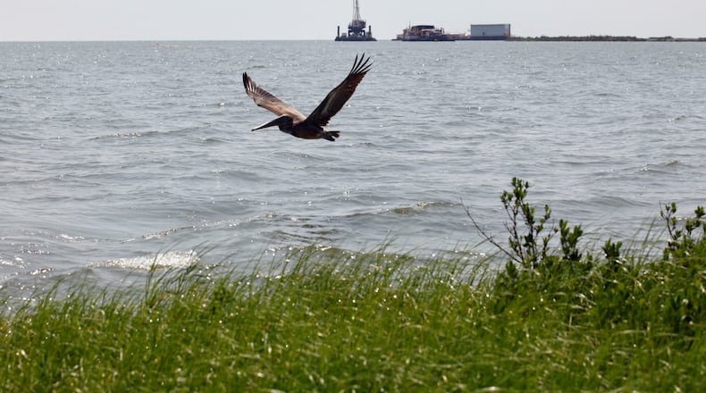 FILE - A pelican flies over new marsh grass in front of a state-initiated dredging project near East Grand Terre Island, where the Gulf of Mexico meets Barataria Bay along the Louisiana coast, Aug. 10, 2010. (AP Photo/Gerald Herbert, File)