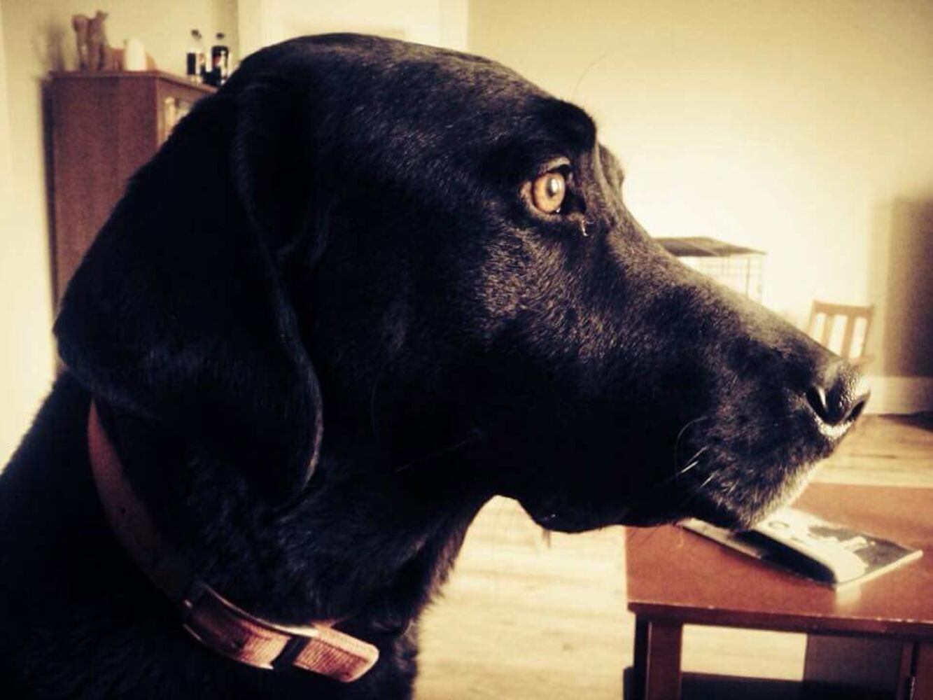 PHOTOS Readers respond to National Black Dog day post with pictures of their pets.