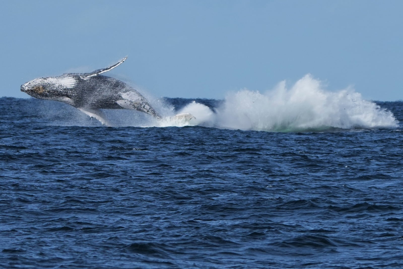 Two humpback whales breach off the coast of Port Stephens, north of Sydney, Australia, on June 18, 2025. (AP Photo/Mark Baker)