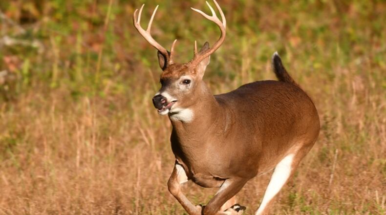 The white-tailed deer is perhaps Ohio’s best-known wildlife species, seen in the state’s wildlife areas, parks and nature preserves as well as in the backyards of rural and suburban residents. FILE
