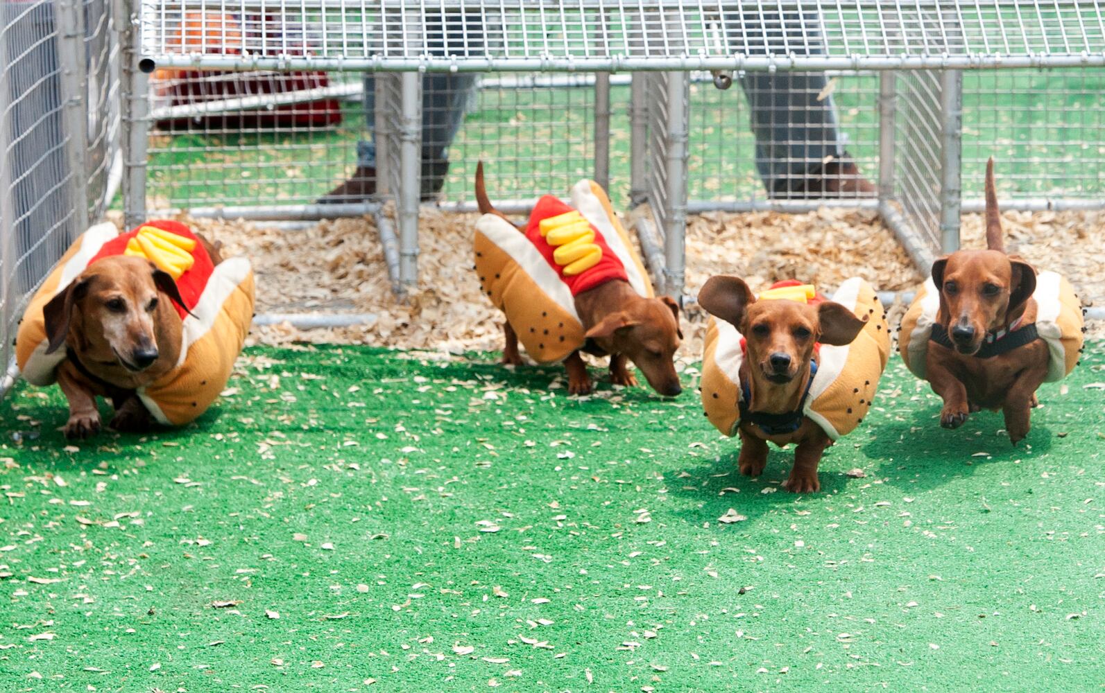 News hounds (7/9/15)